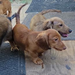 Dachshund Puppies from CLARK'S BREEDING PROGRAM