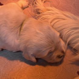 Yellow collar female - Light golden female Golden Retriever puppy in Cleveland, Georgia from JLB's Yonah Goldens