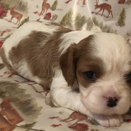 Cavalier King Charles Spaniel All Grown Up from Cutie Pie Cavaliers