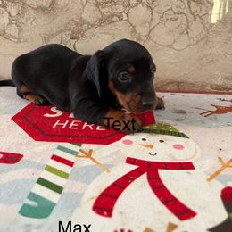 Max - Black and tan male Dachshund puppy in Sunman, Indiana from Bedrock Dachshunds