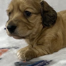 Dachshunds from Hughes' Doxies