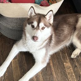 Siberian Husky puppies from Bleu Skies Siberian Huskies
