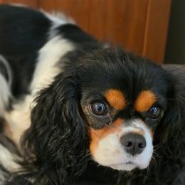 Lilabet - Cavalier King Charles Spaniel