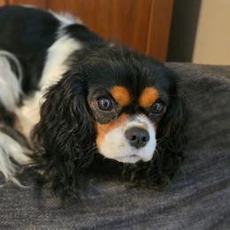Lilabet - Cavalier King Charles Spaniel