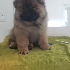 Chow Chow Puppies from Naiman Chow Chows