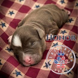 Honor - Liver male Miniature Schnauzer puppy in Dorr, Michigan from Enchanted Paws