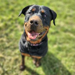 Rottweilers from Sullivan Family Rottweilers