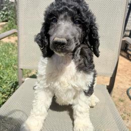 Sterling (vDave's) - Parti male Poodle puppy in Meadowbrook, California from Standard Poodle Pups