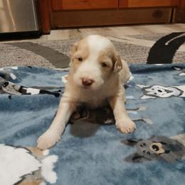 Austin - Cream male Goldendoodle puppy in Pleasant Hill, Iowa from Courtney Nicole's Mal Shihs & Goldendoodles