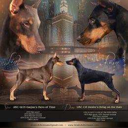 Doberman Pinscher puppies from Desire Dobermans