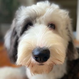 Old English Sheepdogs, Poodles, and Sheepadoodles from Life Unleashed Farm