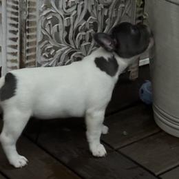 French Bulldog Puppies from The Frenchie Ravine Connection LLC
