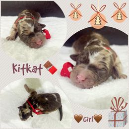 KITKAT - Brown merle female Aussiedoodle puppy in Houston, Texas from Jomelkin Furry Pals