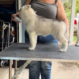 Girl 1 - Siberian Husky puppy from Twilights Kennel