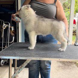 Girl 1 - Siberian Husky puppy from Twilights Kennel
