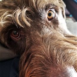 Labradoodle Puppies from Kneesbutte Doodles