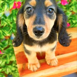 Sandy 3000 - Black and tan female Dachshund puppy in Sylvania, Alabama from Yancey’s Doxies