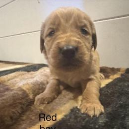 Red boy - Golden male Golden Retriever puppy in Buchanan, Georgia from Morgan’s Heart of Gold Retrievers