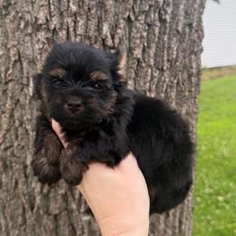 Little Miss Fancy - Black and tan female Yorkshire Terrier puppy in Hope, Indiana from DJ Yorkies