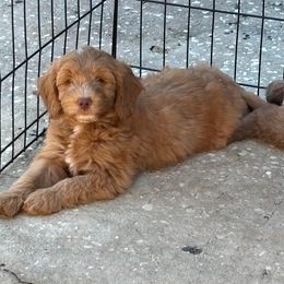 Kench - Red  male Goldendoodle puppy in Casselberry, Florida from My Little Doodle