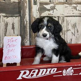 Girl 1 - Aussiedoodle puppy from Silvercreek Aussies and doodles