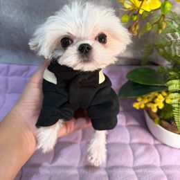 Boy tiny - White male Maltese puppy in California from Yorkie & Maltese Royalty