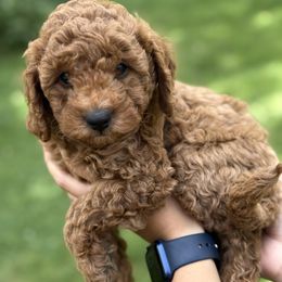 Cinnamon - Apricot male Cavapoo puppy in Columbia, Missouri from Jorden’s Cavapoo’s