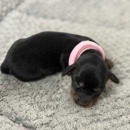 Female 2 - Black and tan female Dachshund puppy in Leon County, Texas from Diamond N the Ruff Dachshunds