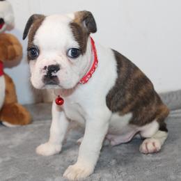 Crew Boy 4 - Brindle and white male Boston Terrier puppy in Brooksville, Florida from I Love Pups