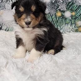 Cody - Black white and tan male Shetland Sheepdog puppy in Conway, Missouri from Brooks's little darlings