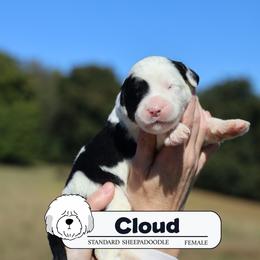 Cloud - Black and white female Sheepadoodle puppy in Cleveland, Tennessee from Narrow Path Old English & Sheepadoodles