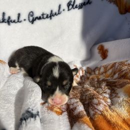 Boy 2 - White and black male Pembroke Welsh Corgi puppy in Dugspur, Virginia from Camelot Corgis