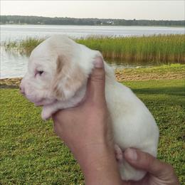 Birdie - Lemon and white female Basset Hound puppy in Denison, Texas from Emma Lou's Baby Bassets