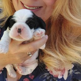 Cocker Spaniel Puppies from Am-Erica's