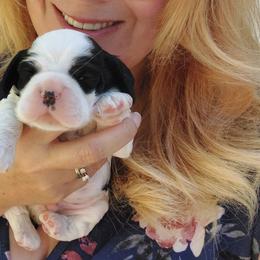 Cocker Spaniel Puppies from Am-Erica's