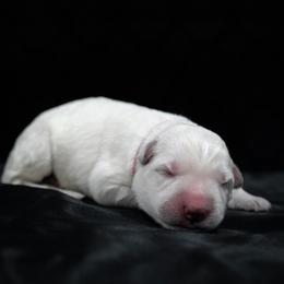 Pink Collar Girl - White female Berger Blanc Suisse puppy in Aurora, Colorado from Moonlight Berger Blanc Suisses