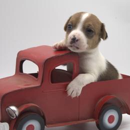 Ember - Tan and white female Jack Russell Terrier puppy in Menifee, California from Wendover Terriers