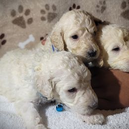 Poodle Puppies from Blue Paws Kennel