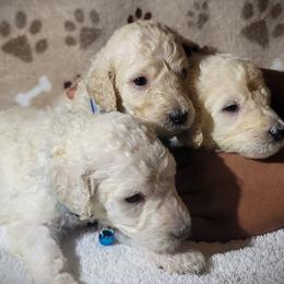 Poodle Puppies from Blue Paws Kennel