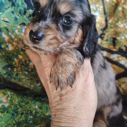 Puppy 5 - Dapple female Dachshund puppy in Clayton, Indiana from Love Struck Miniature Dachshunds