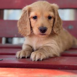 Clyde - Red male Dachshund puppy in California from Ranch Hand Weenies