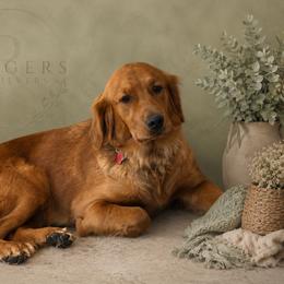 Fiona - Golden Retriever