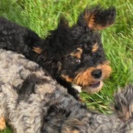 Brando - Black and tan male Cockapoo puppy in Lebanon, Kentucky from Mosaic Merle Doodles