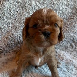 Garnet (Yellow) - Ruby male Cavalier King Charles Spaniel puppy in Auburn, Washington from Enchanted Cavaliers