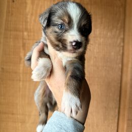 Giblet - Blue merle male Miniature Australian Shepherd puppy in Buchanan, Georgia from Stanleyville Farm Mini Aussies
