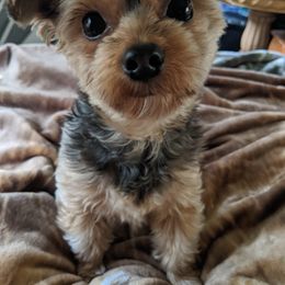 Yorkshire Terrier Puppies from Blue Belle Baby Yorkies