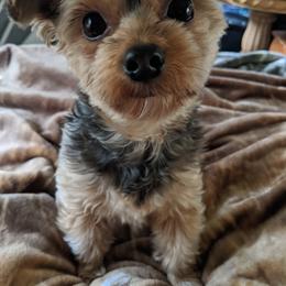 Yorkshire Terrier Puppies from Blue Belle Baby Yorkies