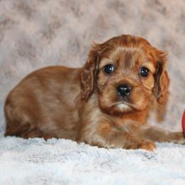 Ward - Ruby male Cavalier King Charles Spaniel puppy in Fredericksburg, Ohio from Timshell Farm Specialty Crossbreed Puppies