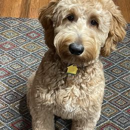 Goldendoodle All Grown Up from Faithfully Yours Doodles