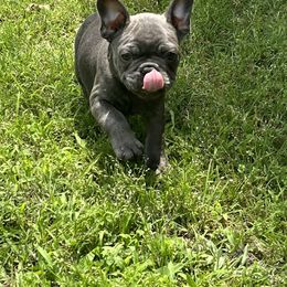 Boy 3 - Brindle French Bulldog puppy in Tennessee from West Tennesse Frenchies